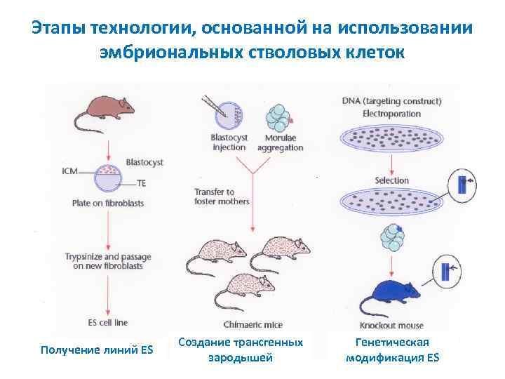 Этапы технологии, основанной на использовании эмбриональных стволовых клеток Получение линий ES Создание трансгенных зародышей