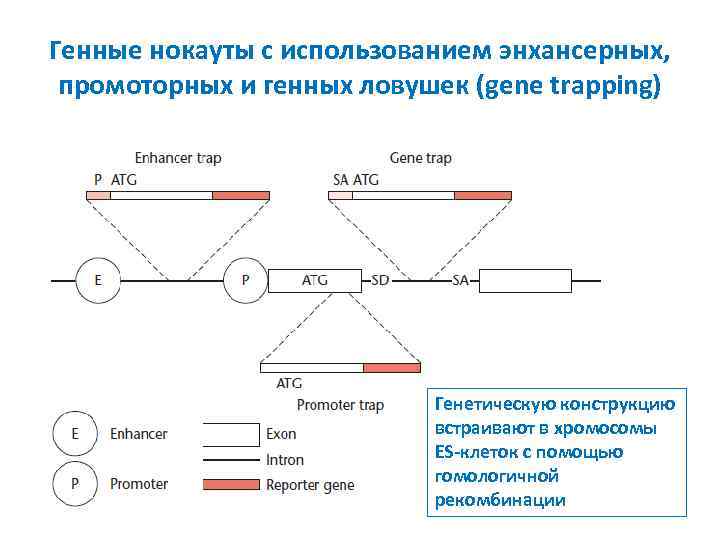 Генные нокауты с использованием энхансерных, промоторных и генных ловушек (gene trapping) Генетическую конструкцию встраивают