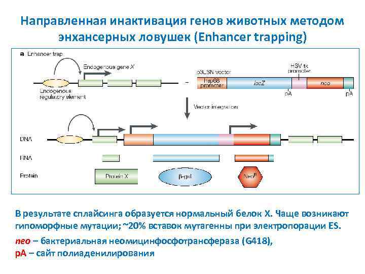 Направленная инактивация генов животных методом энхансерных ловушек (Enhancer trapping) В результате сплайсинга образуется нормальный