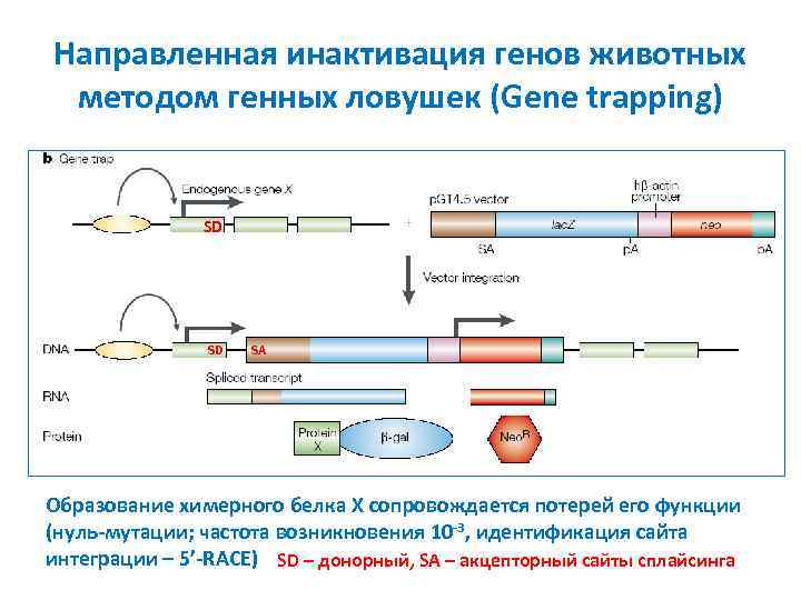 Направленная инактивация генов животных методом генных ловушек (Gene trapping) SD SD SA Образование химерного