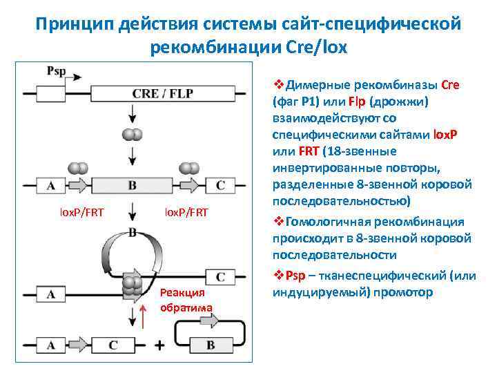 Принцип действия системы сайт-специфической рекомбинации Cre/lox lox. P/FRT Реакция обратима v. Димерные рекомбиназы Cre