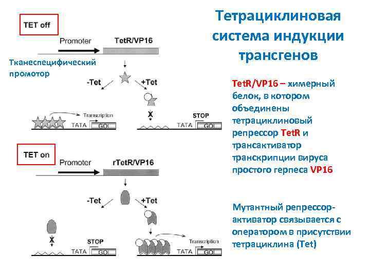 Тканеспецифический промотор Тетрациклиновая система индукции трансгенов Tet. R/VP 16 – химерный белок, в котором