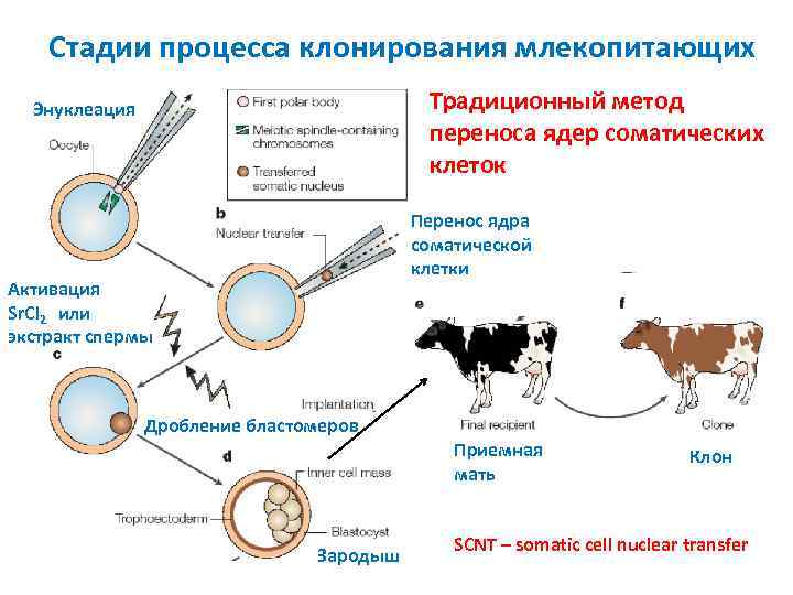 Стадии процесса клонирования млекопитающих Традиционный метод переноса ядер соматических клеток Энуклеация Перенос ядра соматической