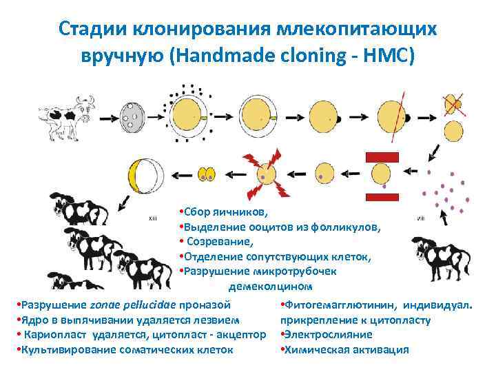 Стадии клонирования млекопитающих вручную (Handmade cloning - HMC) 1 • Сбор яичников, • Выделение