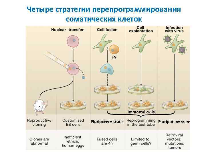 Четыре стратегии перепрограммирования соматических клеток ES Immortal cells Pluripotent state 