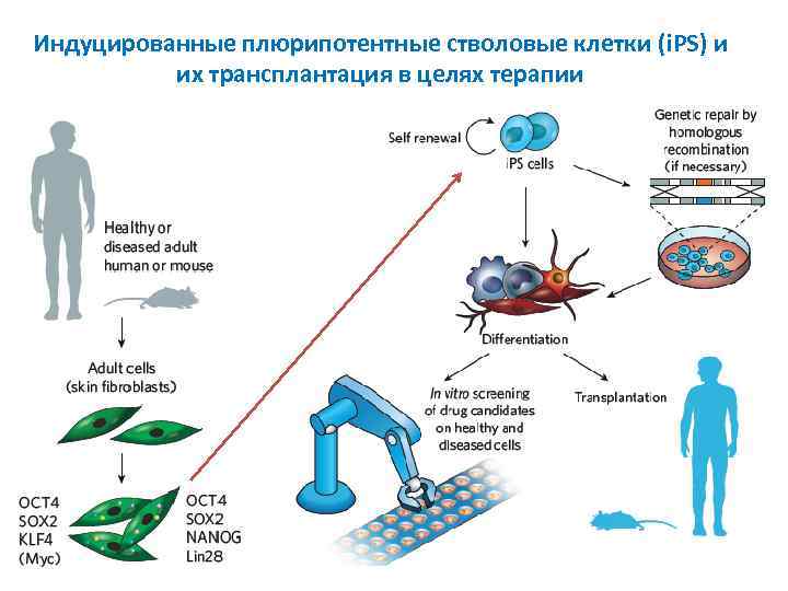 Индуцированные плюрипотентные стволовые клетки (i. PS) и их трансплантация в целях терапии 