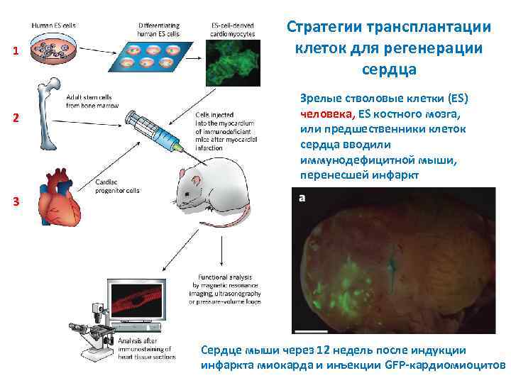 1 2 Стратегии трансплантации клеток для регенерации сердца Зрелые стволовые клетки (ES) человека, ES