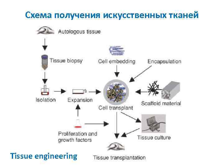 Схема получения искусственных тканей Tissue engineering 