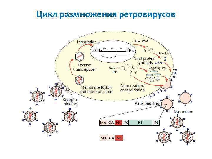 Цикл размножения ретровирусов 