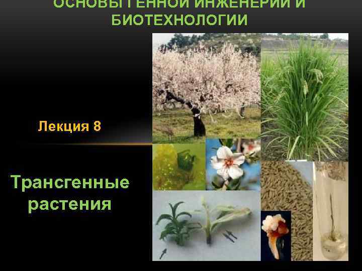 ОСНОВЫ ГЕННОЙ ИНЖЕНЕРИИ И БИОТЕХНОЛОГИИ Лекция 8 Трансгенные растения 