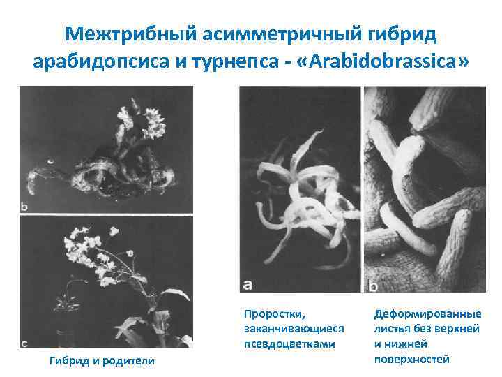 Межтрибный асимметричный гибрид арабидопсиса и турнепса «Arabidobrassica» Проростки, заканчивающиеся псевдоцветками Гибрид и родители Деформированные