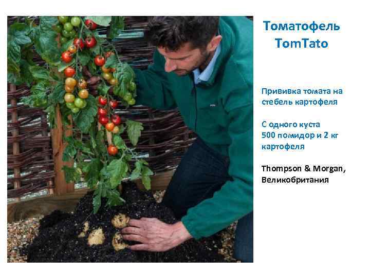 Томатофель Tom. Tato Прививка томата на стебель картофеля С одного куста 500 помидор и