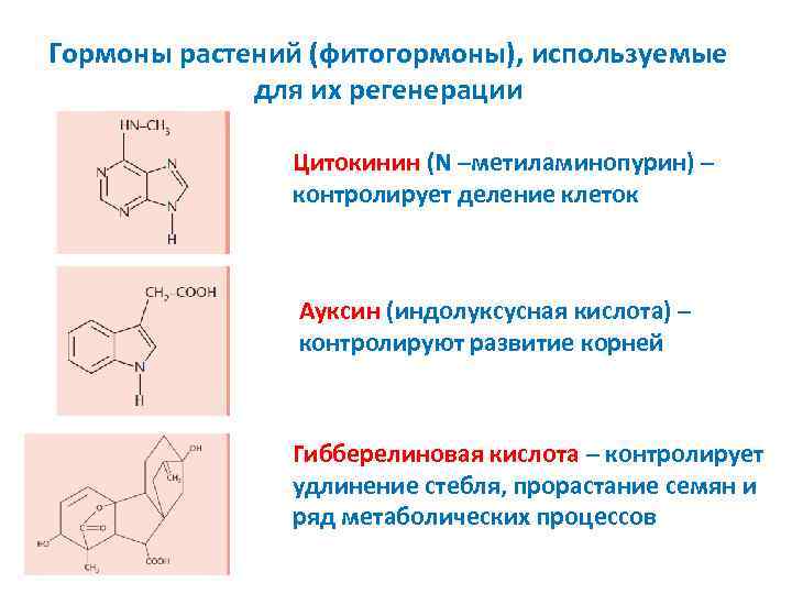 Гормоны растений (фитогормоны), используемые для их регенерации Цитокинин (N –метиламинопурин) – контролирует деление клеток