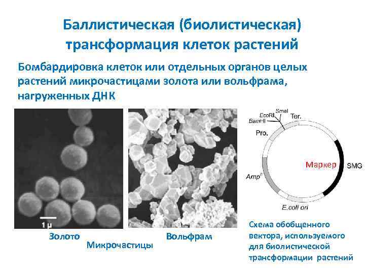 Баллистическая (биолистическая) трансформация клеток растений Бомбардировка клеток или отдельных органов целых растений микрочастицами золота