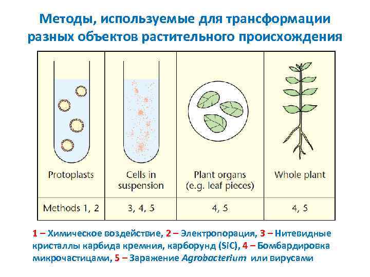 Методы, используемые для трансформации разных объектов растительного происхождения 1 – Химическое воздействие, 2 –