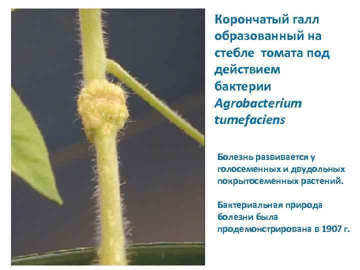 Корончатый галл образованный на стебле томата под действием бактерии Agrobacterium tumefaciens Болезнь развивается у