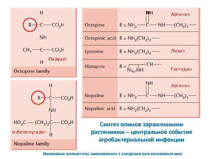 NH Аргинин Лизин Пируват Гистидин Аргинин α-Кетоглутарат Синтез опинов зараженными растениями – центральное событие