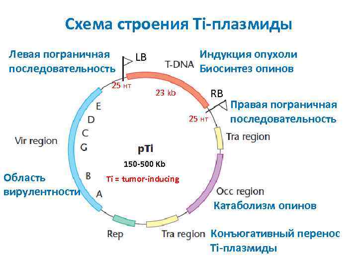 Плазмиды биотехнология