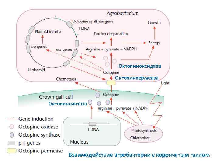 Октопиноксидаза Октопинпермеаза Октопинсинтаза Взаимодействие агробактерии с корончатым галлом 