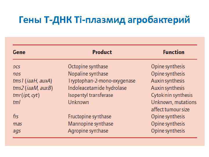 Гены T ДНК Ti плазмид агробактерий 