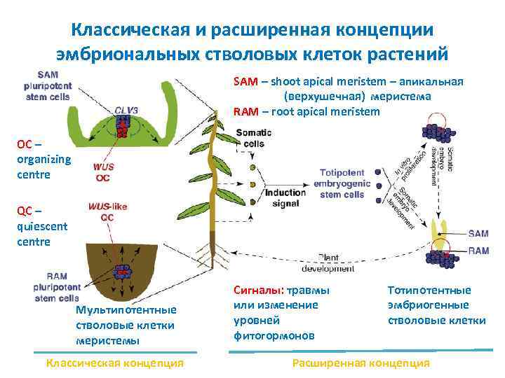 Классическая и расширенная концепции эмбриональных стволовых клеток растений SAM – shoot apical meristem –