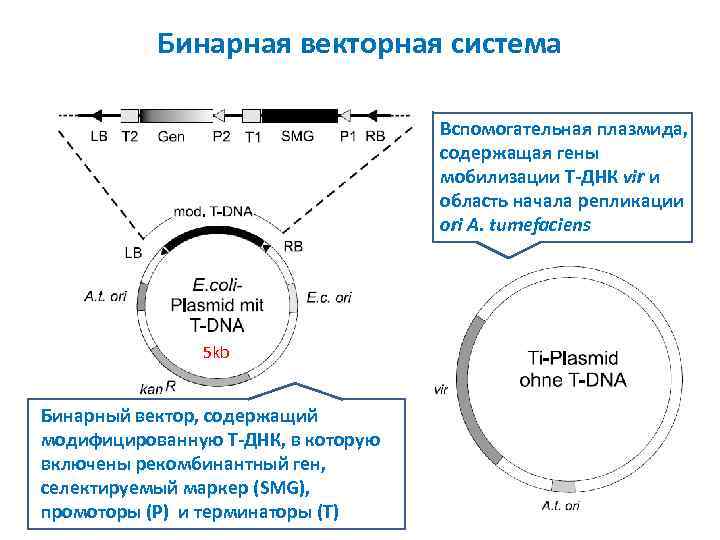 Бинарная векторная система Вспомогательная плазмида, содержащая гены мобилизации T ДНК vir и область начала