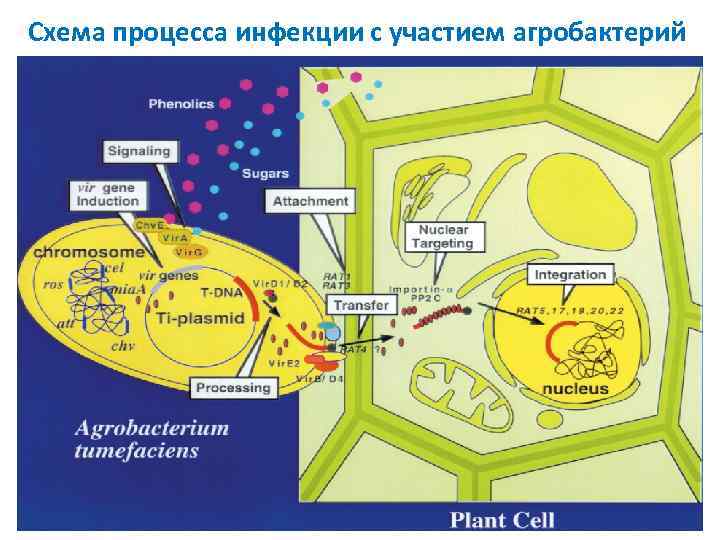 Схема процесса инфекции с участием агробактерий 