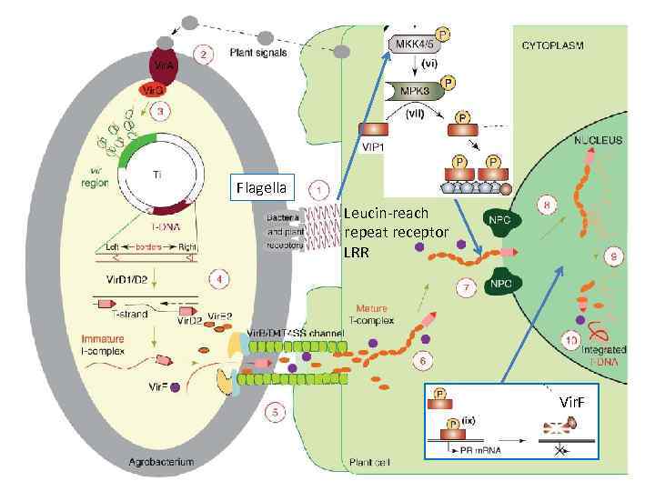 Flagella Leucin-reach repeat receptor LRR Vir. F 