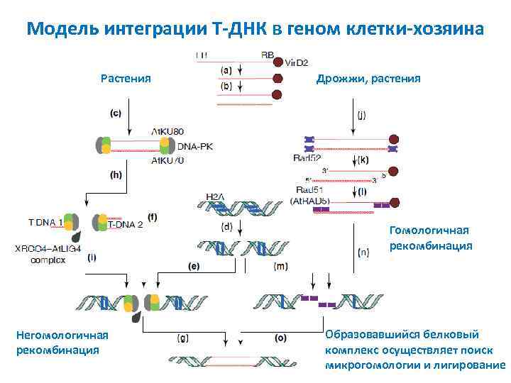Модель интеграции T ДНК в геном клетки хозяина Растения Дрожжи, растения Гомологичная рекомбинация Негомологичная