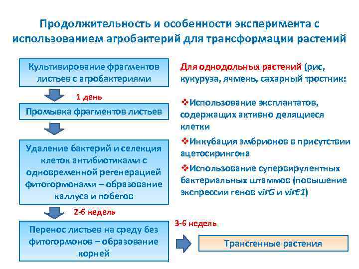 Продолжительность и особенности эксперимента с использованием агробактерий для трансформации растений Культивирование фрагментов листьев с