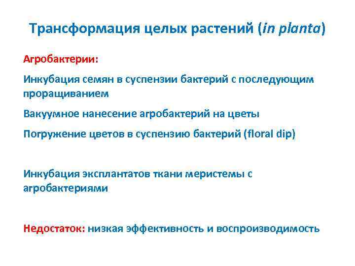 Трансформация целых растений (in planta) Агробактерии: Инкубация семян в суспензии бактерий с последующим проращиванием