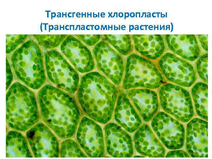Трансгенные хлоропласты (Транспластомные растения) 