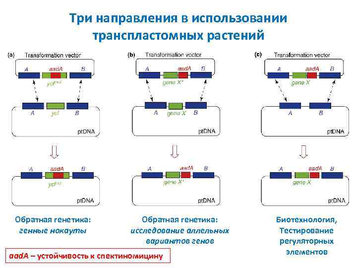 Три направления в использовании транспластомных растений Обратная генетика: генные нокауты Обратная генетика: исследование аллельных