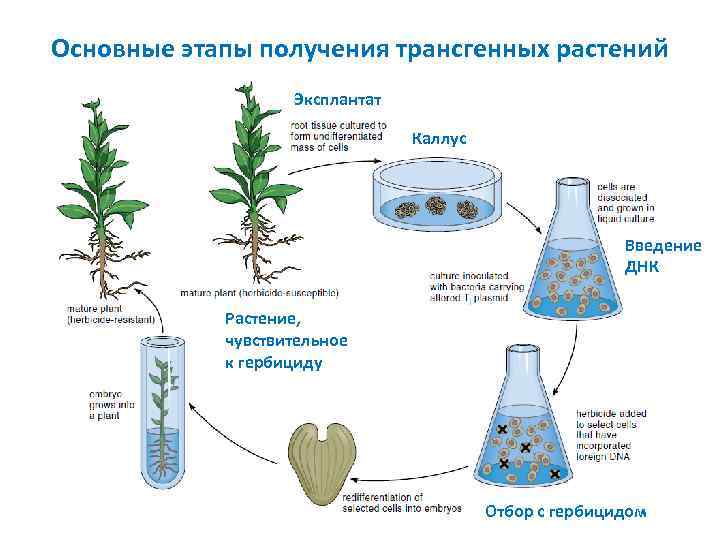 Основные этапы получения трансгенных растений Эксплантат Каллус Введение ДНК Растение, чувствительное к гербициду Отбор