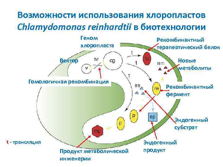 Возможности использования хлоропластов Chlamydomonas reinhardtii в биотехнологии Геном хлоропласта Рекомбинантный терапевтический белок Вектор Гомологичная