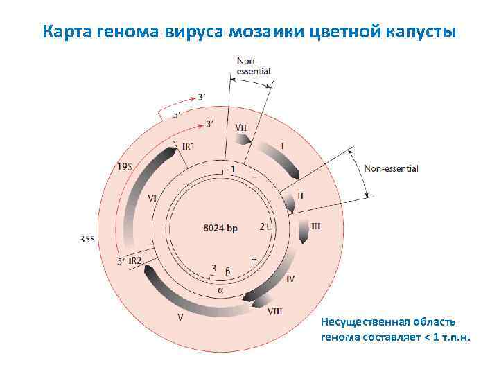 Карта генома вируса мозаики цветной капусты Несущественная область генома составляет < 1 т. п.