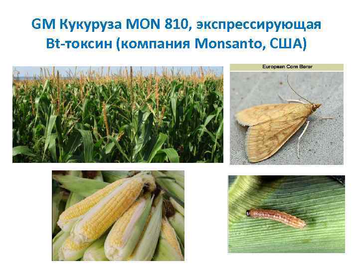 GM Кукуруза MON 810, экспрессирующая Bt токсин (компания Monsanto, США) 
