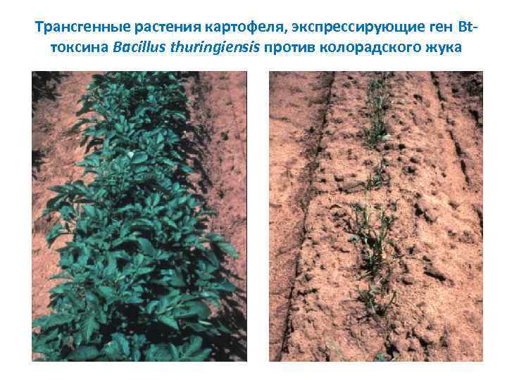Трансгенные растения картофеля, экспрессирующие ген Bt токсина Bacillus thuringiensis против колорадского жука 