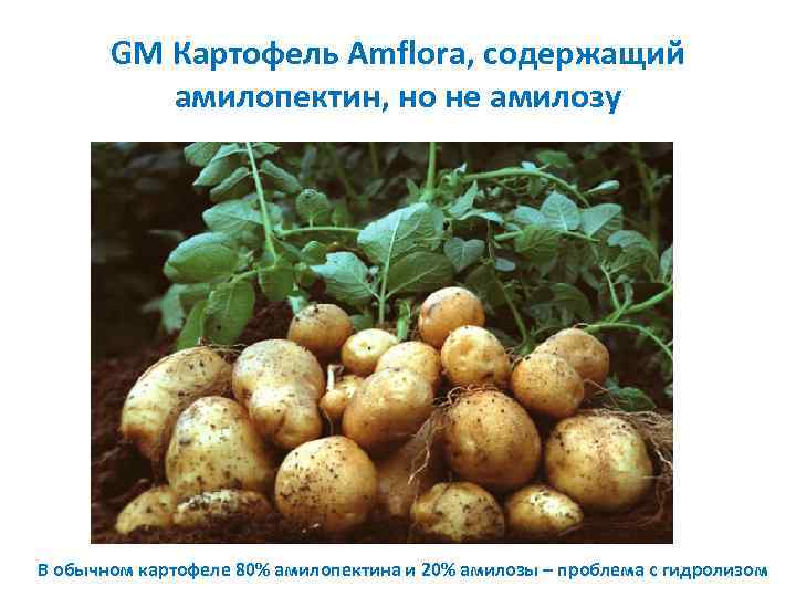 GM Картофель Amflora, содержащий амилопектин, но не амилозу В обычном картофеле 80% амилопектина и