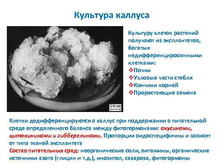 Культура каллуса Культуру клеток растений получают из эксплантатов, богатых недифференцированными клетками: v. Почки v.