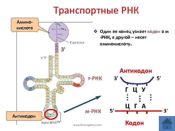 Т рнк это белок. Антикодон транспортной РНК соответствующий кодону. Центральная петля ТРНК. Структура транспортной РНК. Функциональный участок транспортной РНК.