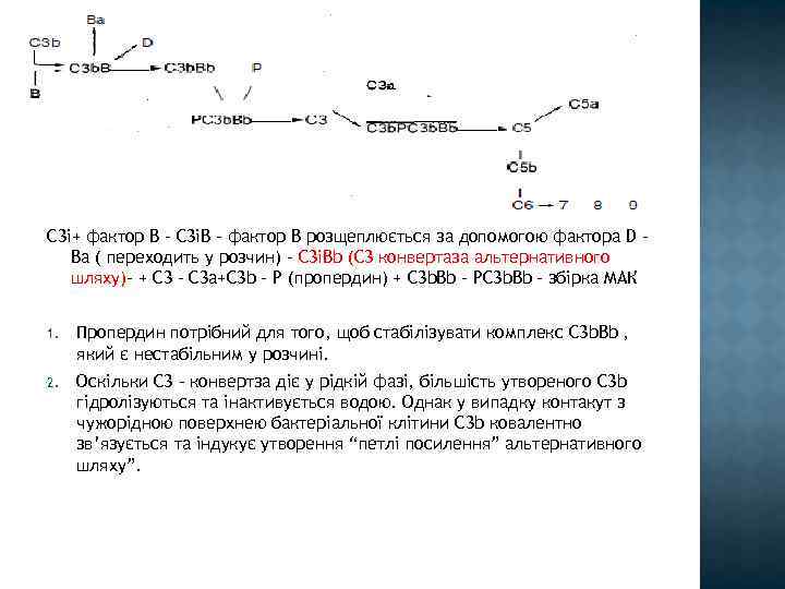 С 3і+ фактор В – С 3іВ – фактор В розщеплюється за допомогою фактора