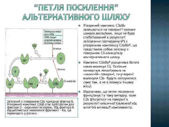  Комплекс СЗЬВЬР розщеплює багато нових молекул СЗ. Оскільки конвертаза локалізована на «захисній» поверхні,