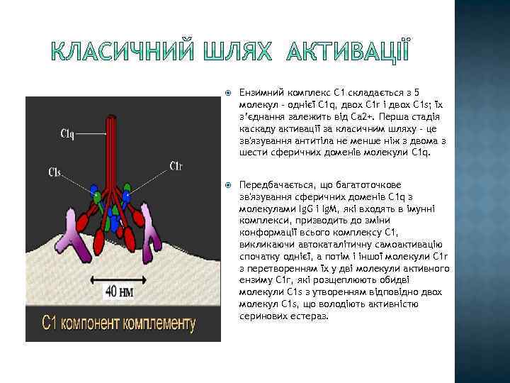  Ензимний комплекс С 1 складається з 5 молекул - однієї С 1 q,