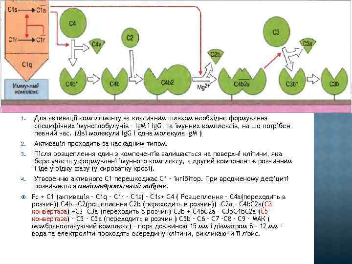1. Для активації комплементу за класичним шляхом необхідне формування специфічних імуноглобулунів – Ig. M