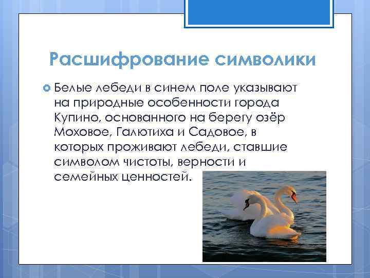 Расшифрование символики Белые лебеди в синем поле указывают на природные особенности города Купино, основанного