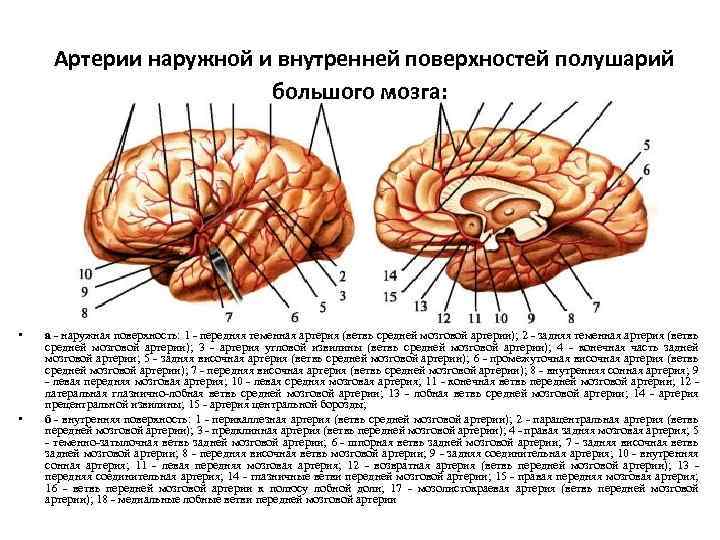  Артерии наружной и внутренней поверхностей полушарий большого мозга: • • а - наружная