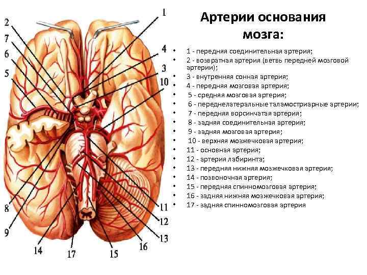 Артерии основания мозга: • • • • • 1 - передняя соединительная артерия; 2