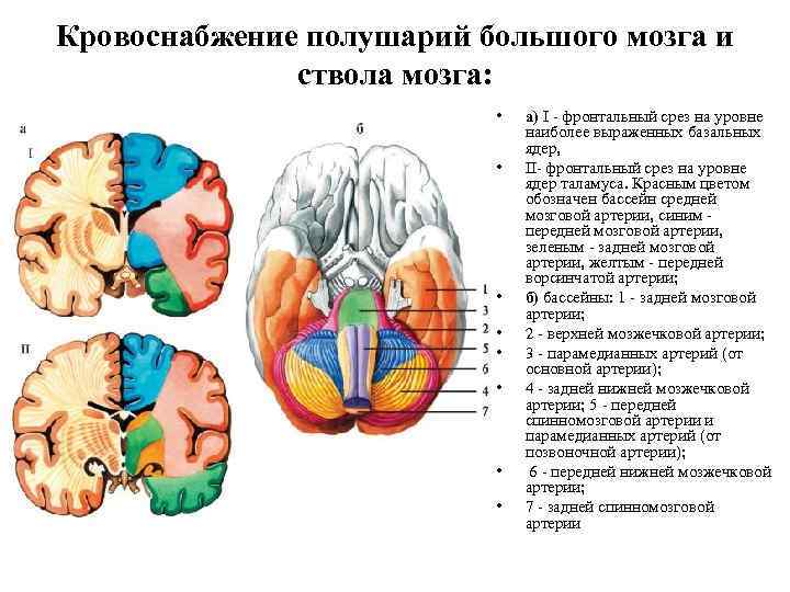 Кровоснабжение полушарий большого мозга и ствола мозга: • • а) I - фронтальный срез