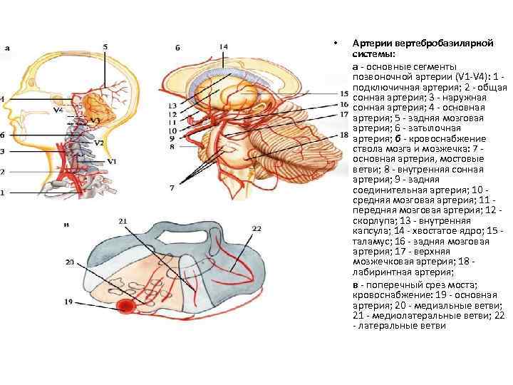  • • • Артерии вертебробазилярной системы: а - основные сегменты позвоночной артерии (V